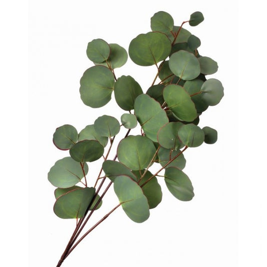 Silver Dollar Eucalyptus Spray