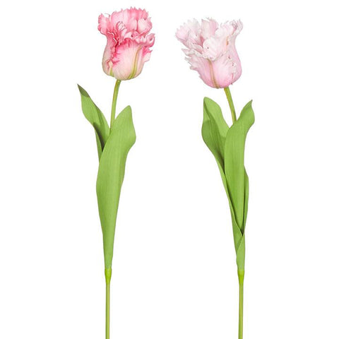 Dark Pink with cream tip Mini Tulip