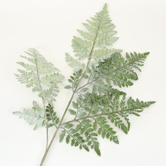 Royal Fern Stem