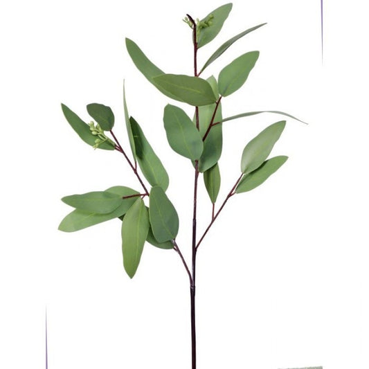 Long Leaf Eucalyptus Stem