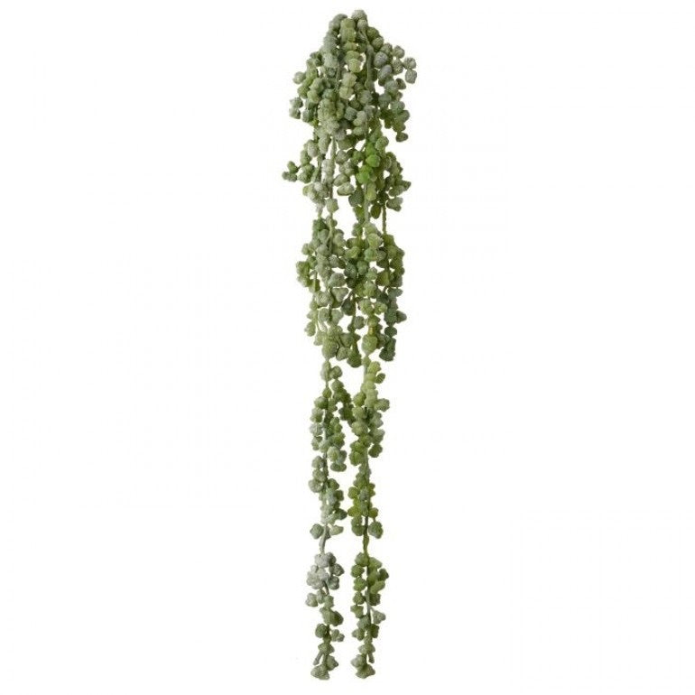 Nut Succulent Vine