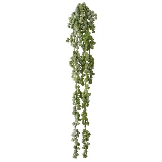 Nut Succulent Vine