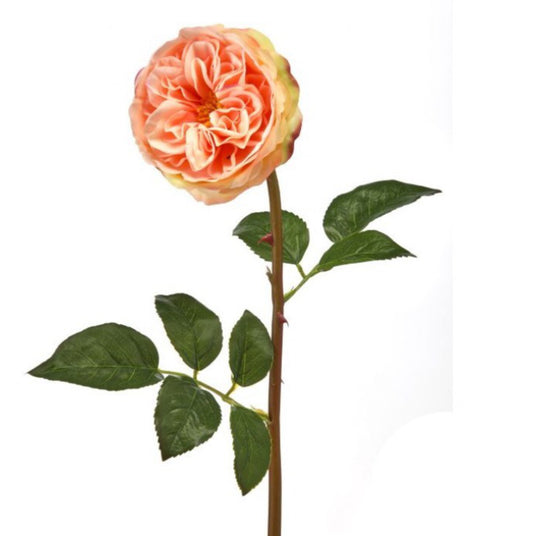 English Garden Rose - Coral
