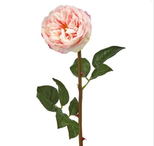 English Garden Rose - Pink