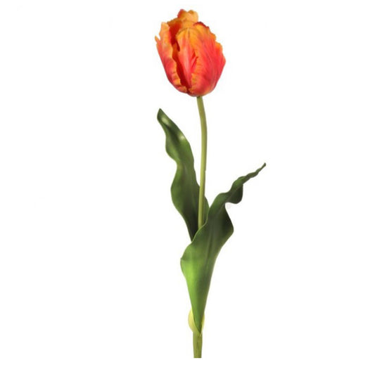 Orange/Coral Pink Parrot Tulip - 24”