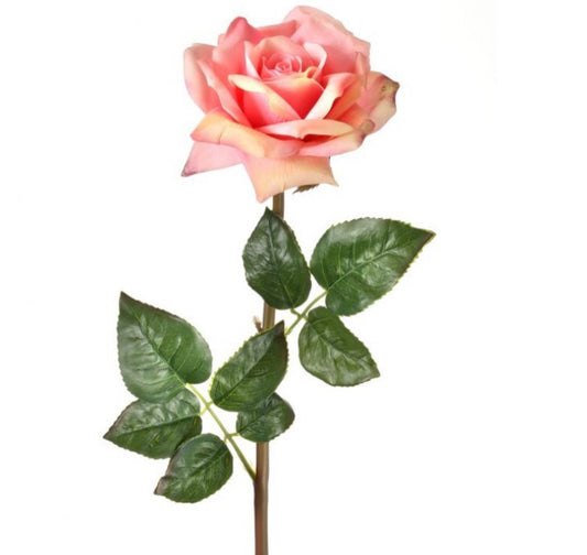 Open Garden Rose - Pink
